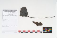 Foto von Rohhaut (NHMW-PRAE-126212)